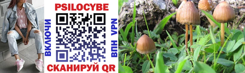 Галлюциногенные грибы Psilocybe  где купить наркотик  Челябинск 